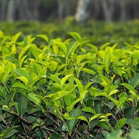 Tea tree